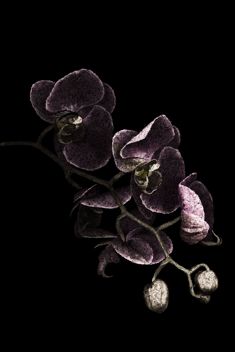 aaru-orchid